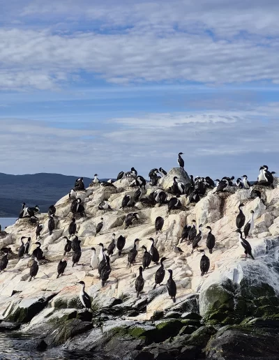 Excursões a Bordo do Veleiro Ksar – Ushuaia, Tierra do Fogo Descubra as incríveis experiências de navegação no Canal Beagle com o veleiro Ksar, o barco mais aconchegante e seguro para explorar o “Fim do Mundo”. Oferecemos diversas excursões e expedições personalizadas para todos os gostos, unindo aventura, conforto e contato direto com a natureza patagônica. Navegação Full Day pelo Canal Beagle Embarque em uma travessia inesquecível de 6 horas pelo Canal Beagle, explorando paisagens deslumbrantes da Baía de Ushuaia e da Tierra do Fogo. Navegue a bordo do veleiro Ksar em uma aventura à vela para observar lobos-marinhos, aves marinhas e o icônico Farol Les Éclaireurs. Inclui um trekking e almoço a bordo nas belas Ilhas Bridges, garantindo uma imersão completa na natureza local. Duração: 6 horas Destaques: Lobos-marinhos, aves, Farol Les Éclaireurs, trekking, almoço a bordo Vagas limitadas – navegação personalizada Navegação Noturna no Veleiro Ksar Viva a experiência única de passar uma noite navegando pelo Canal Beagle. Partimos de Ushuaia em direção aos destinos mais extraordinários, como a Ilha dos Lobos, o Farol Les Éclaireurs e as Ilhas Bridges. Desfrute de um dia completo de navegação com paisagens impressionantes, seguido de jantar sob as estrelas e pernoite em um ambiente mágico nas Ilhas Bridges. Acorde com um nascer do sol espetacular no Canal Beagle e conecte-se profundamente com a natureza da Tierra do Fogo. Inclui: jantar, café da manhã e bebidas Experiência única, vagas limitadas – navegação personalizada Expedição Paso Guaraní – Almanza (3 dias / 2 noites) Explore o “Fim do Mundo” em uma expedição completa de 3 dias e 2 noites a bordo do veleiro Ksar. Saindo de Ushuaia, navegue até a Ilha dos Lobos, o Farol Les Éclaireurs e as Ilhas Bridges, com avistamentos incríveis de lobos-marinhos, pinguins e aves locais. Aventure-se em trekkings emocionantes e desfrute de jantares sob um céu estrelado patagônico. Todas as refeições e bebidas estão incluídas, e nosso dedicado time garante uma experiência confortável e segura. Ideal para: aventureiros e amantes da natureza Possibilidade de retorno por terra, visitando a Rota dos Lagos e pontos icônicos da Rota 3 Expedições Personalizadas em Veleiro Oferecemos expedições sob medida para que você possa explorar o Canal Beagle e seus arredores de acordo com suas preferências. São opções para todos os níveis e interesses: travessias curtas de 1 a 3 dias, expedições mais longas de até 15 dias e até clínicas de vela para aprender e aperfeiçoar suas habilidades enquanto navega por águas patagônicas. Atividades Complementares Além da navegação, o veleiro Ksar apoia atividades como mergulho, kayak, stand-up paddle, fotografia e trekking, garantindo uma logística exclusiva para seu esporte ou hobby favorito. Também realizamos expedições científicas para contribuir com o conhecimento do ecossistema local. Destinos Exclusivos Explore lugares únicos como Puerto Almanza, Isla Redonda, Farol Les Éclaireurs, Paso Guaraní, Islas Bridges, Península Mitre, Isla de los Estados, fiordes e glaciares, até chegar ao emblemático Cabo de Hornos. O veleiro Ksar, modelo Joshua de 40 pés, combina elegância e conforto, equipado com as melhores condições de segurança para que sua aventura seja tranquila e inesquecível. Reserve sua viagem agora e viva uma experiência única no Canal Beagle a bordo do veleiro Ksar, o seu melhor companheiro para descobrir a magia e a beleza do Fin do Mundo!