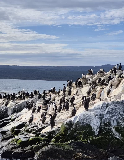 Excursões a Bordo do Veleiro Ksar – Ushuaia, Tierra do Fogo Descubra as incríveis experiências de navegação no Canal Beagle com o veleiro Ksar, o barco mais aconchegante e seguro para explorar o “Fim do Mundo”. Oferecemos diversas excursões e expedições personalizadas para todos os gostos, unindo aventura, conforto e contato direto com a natureza patagônica. Navegação Full Day pelo Canal Beagle Embarque em uma travessia inesquecível de 6 horas pelo Canal Beagle, explorando paisagens deslumbrantes da Baía de Ushuaia e da Tierra do Fogo. Navegue a bordo do veleiro Ksar em uma aventura à vela para observar lobos-marinhos, aves marinhas e o icônico Farol Les Éclaireurs. Inclui um trekking e almoço a bordo nas belas Ilhas Bridges, garantindo uma imersão completa na natureza local. Duração: 6 horas Destaques: Lobos-marinhos, aves, Farol Les Éclaireurs, trekking, almoço a bordo Vagas limitadas – navegação personalizada Navegação Noturna no Veleiro Ksar Viva a experiência única de passar uma noite navegando pelo Canal Beagle. Partimos de Ushuaia em direção aos destinos mais extraordinários, como a Ilha dos Lobos, o Farol Les Éclaireurs e as Ilhas Bridges. Desfrute de um dia completo de navegação com paisagens impressionantes, seguido de jantar sob as estrelas e pernoite em um ambiente mágico nas Ilhas Bridges. Acorde com um nascer do sol espetacular no Canal Beagle e conecte-se profundamente com a natureza da Tierra do Fogo. Inclui: jantar, café da manhã e bebidas Experiência única, vagas limitadas – navegação personalizada Expedição Paso Guaraní – Almanza (3 dias / 2 noites) Explore o “Fim do Mundo” em uma expedição completa de 3 dias e 2 noites a bordo do veleiro Ksar. Saindo de Ushuaia, navegue até a Ilha dos Lobos, o Farol Les Éclaireurs e as Ilhas Bridges, com avistamentos incríveis de lobos-marinhos, pinguins e aves locais. Aventure-se em trekkings emocionantes e desfrute de jantares sob um céu estrelado patagônico. Todas as refeições e bebidas estão incluídas, e nosso dedicado time garante uma experiência confortável e segura. Ideal para: aventureiros e amantes da natureza Possibilidade de retorno por terra, visitando a Rota dos Lagos e pontos icônicos da Rota 3 Expedições Personalizadas em Veleiro Oferecemos expedições sob medida para que você possa explorar o Canal Beagle e seus arredores de acordo com suas preferências. São opções para todos os níveis e interesses: travessias curtas de 1 a 3 dias, expedições mais longas de até 15 dias e até clínicas de vela para aprender e aperfeiçoar suas habilidades enquanto navega por águas patagônicas. Atividades Complementares Além da navegação, o veleiro Ksar apoia atividades como mergulho, kayak, stand-up paddle, fotografia e trekking, garantindo uma logística exclusiva para seu esporte ou hobby favorito. Também realizamos expedições científicas para contribuir com o conhecimento do ecossistema local. Destinos Exclusivos Explore lugares únicos como Puerto Almanza, Isla Redonda, Farol Les Éclaireurs, Paso Guaraní, Islas Bridges, Península Mitre, Isla de los Estados, fiordes e glaciares, até chegar ao emblemático Cabo de Hornos. O veleiro Ksar, modelo Joshua de 40 pés, combina elegância e conforto, equipado com as melhores condições de segurança para que sua aventura seja tranquila e inesquecível. Reserve sua viagem agora e viva uma experiência única no Canal Beagle a bordo do veleiro Ksar, o seu melhor companheiro para descobrir a magia e a beleza do Fin do Mundo!