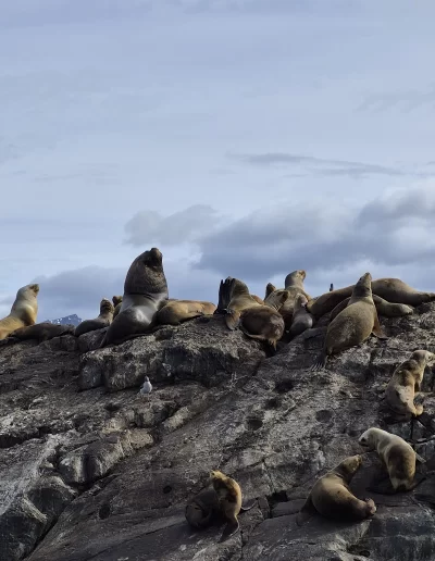 Excursões a Bordo do Veleiro Ksar – Ushuaia, Tierra do Fogo Descubra as incríveis experiências de navegação no Canal Beagle com o veleiro Ksar, o barco mais aconchegante e seguro para explorar o “Fim do Mundo”. Oferecemos diversas excursões e expedições personalizadas para todos os gostos, unindo aventura, conforto e contato direto com a natureza patagônica. Navegação Full Day pelo Canal Beagle Embarque em uma travessia inesquecível de 6 horas pelo Canal Beagle, explorando paisagens deslumbrantes da Baía de Ushuaia e da Tierra do Fogo. Navegue a bordo do veleiro Ksar em uma aventura à vela para observar lobos-marinhos, aves marinhas e o icônico Farol Les Éclaireurs. Inclui um trekking e almoço a bordo nas belas Ilhas Bridges, garantindo uma imersão completa na natureza local. Duração: 6 horas Destaques: Lobos-marinhos, aves, Farol Les Éclaireurs, trekking, almoço a bordo Vagas limitadas – navegação personalizada Navegação Noturna no Veleiro Ksar Viva a experiência única de passar uma noite navegando pelo Canal Beagle. Partimos de Ushuaia em direção aos destinos mais extraordinários, como a Ilha dos Lobos, o Farol Les Éclaireurs e as Ilhas Bridges. Desfrute de um dia completo de navegação com paisagens impressionantes, seguido de jantar sob as estrelas e pernoite em um ambiente mágico nas Ilhas Bridges. Acorde com um nascer do sol espetacular no Canal Beagle e conecte-se profundamente com a natureza da Tierra do Fogo. Inclui: jantar, café da manhã e bebidas Experiência única, vagas limitadas – navegação personalizada Expedição Paso Guaraní – Almanza (3 dias / 2 noites) Explore o “Fim do Mundo” em uma expedição completa de 3 dias e 2 noites a bordo do veleiro Ksar. Saindo de Ushuaia, navegue até a Ilha dos Lobos, o Farol Les Éclaireurs e as Ilhas Bridges, com avistamentos incríveis de lobos-marinhos, pinguins e aves locais. Aventure-se em trekkings emocionantes e desfrute de jantares sob um céu estrelado patagônico. Todas as refeições e bebidas estão incluídas, e nosso dedicado time garante uma experiência confortável e segura. Ideal para: aventureiros e amantes da natureza Possibilidade de retorno por terra, visitando a Rota dos Lagos e pontos icônicos da Rota 3 Expedições Personalizadas em Veleiro Oferecemos expedições sob medida para que você possa explorar o Canal Beagle e seus arredores de acordo com suas preferências. São opções para todos os níveis e interesses: travessias curtas de 1 a 3 dias, expedições mais longas de até 15 dias e até clínicas de vela para aprender e aperfeiçoar suas habilidades enquanto navega por águas patagônicas. Atividades Complementares Além da navegação, o veleiro Ksar apoia atividades como mergulho, kayak, stand-up paddle, fotografia e trekking, garantindo uma logística exclusiva para seu esporte ou hobby favorito. Também realizamos expedições científicas para contribuir com o conhecimento do ecossistema local. Destinos Exclusivos Explore lugares únicos como Puerto Almanza, Isla Redonda, Farol Les Éclaireurs, Paso Guaraní, Islas Bridges, Península Mitre, Isla de los Estados, fiordes e glaciares, até chegar ao emblemático Cabo de Hornos. O veleiro Ksar, modelo Joshua de 40 pés, combina elegância e conforto, equipado com as melhores condições de segurança para que sua aventura seja tranquila e inesquecível. Reserve sua viagem agora e viva uma experiência única no Canal Beagle a bordo do veleiro Ksar, o seu melhor companheiro para descobrir a magia e a beleza do Fin do Mundo!