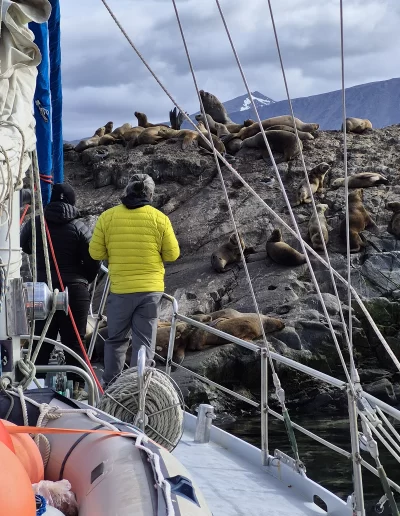 Excursões a Bordo do Veleiro Ksar – Ushuaia, Tierra do Fogo Descubra as incríveis experiências de navegação no Canal Beagle com o veleiro Ksar, o barco mais aconchegante e seguro para explorar o “Fim do Mundo”. Oferecemos diversas excursões e expedições personalizadas para todos os gostos, unindo aventura, conforto e contato direto com a natureza patagônica. Navegação Full Day pelo Canal Beagle Embarque em uma travessia inesquecível de 6 horas pelo Canal Beagle, explorando paisagens deslumbrantes da Baía de Ushuaia e da Tierra do Fogo. Navegue a bordo do veleiro Ksar em uma aventura à vela para observar lobos-marinhos, aves marinhas e o icônico Farol Les Éclaireurs. Inclui um trekking e almoço a bordo nas belas Ilhas Bridges, garantindo uma imersão completa na natureza local. Duração: 6 horas Destaques: Lobos-marinhos, aves, Farol Les Éclaireurs, trekking, almoço a bordo Vagas limitadas – navegação personalizada Navegação Noturna no Veleiro Ksar Viva a experiência única de passar uma noite navegando pelo Canal Beagle. Partimos de Ushuaia em direção aos destinos mais extraordinários, como a Ilha dos Lobos, o Farol Les Éclaireurs e as Ilhas Bridges. Desfrute de um dia completo de navegação com paisagens impressionantes, seguido de jantar sob as estrelas e pernoite em um ambiente mágico nas Ilhas Bridges. Acorde com um nascer do sol espetacular no Canal Beagle e conecte-se profundamente com a natureza da Tierra do Fogo. Inclui: jantar, café da manhã e bebidas Experiência única, vagas limitadas – navegação personalizada Expedição Paso Guaraní – Almanza (3 dias / 2 noites) Explore o “Fim do Mundo” em uma expedição completa de 3 dias e 2 noites a bordo do veleiro Ksar. Saindo de Ushuaia, navegue até a Ilha dos Lobos, o Farol Les Éclaireurs e as Ilhas Bridges, com avistamentos incríveis de lobos-marinhos, pinguins e aves locais. Aventure-se em trekkings emocionantes e desfrute de jantares sob um céu estrelado patagônico. Todas as refeições e bebidas estão incluídas, e nosso dedicado time garante uma experiência confortável e segura. Ideal para: aventureiros e amantes da natureza Possibilidade de retorno por terra, visitando a Rota dos Lagos e pontos icônicos da Rota 3 Expedições Personalizadas em Veleiro Oferecemos expedições sob medida para que você possa explorar o Canal Beagle e seus arredores de acordo com suas preferências. São opções para todos os níveis e interesses: travessias curtas de 1 a 3 dias, expedições mais longas de até 15 dias e até clínicas de vela para aprender e aperfeiçoar suas habilidades enquanto navega por águas patagônicas. Atividades Complementares Além da navegação, o veleiro Ksar apoia atividades como mergulho, kayak, stand-up paddle, fotografia e trekking, garantindo uma logística exclusiva para seu esporte ou hobby favorito. Também realizamos expedições científicas para contribuir com o conhecimento do ecossistema local. Destinos Exclusivos Explore lugares únicos como Puerto Almanza, Isla Redonda, Farol Les Éclaireurs, Paso Guaraní, Islas Bridges, Península Mitre, Isla de los Estados, fiordes e glaciares, até chegar ao emblemático Cabo de Hornos. O veleiro Ksar, modelo Joshua de 40 pés, combina elegância e conforto, equipado com as melhores condições de segurança para que sua aventura seja tranquila e inesquecível. Reserve sua viagem agora e viva uma experiência única no Canal Beagle a bordo do veleiro Ksar, o seu melhor companheiro para descobrir a magia e a beleza do Fin do Mundo!
